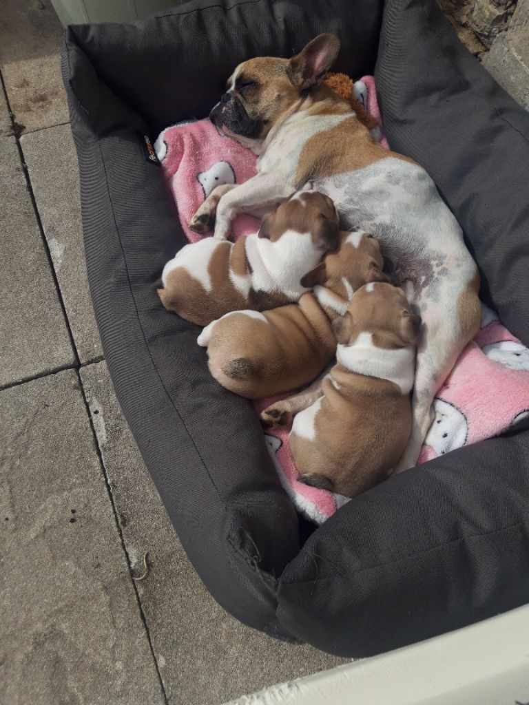 Chiot Bouledogue français du Domaine de Sainte Libaire