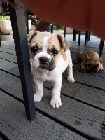 CHIOT