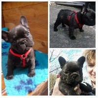 CHIOT