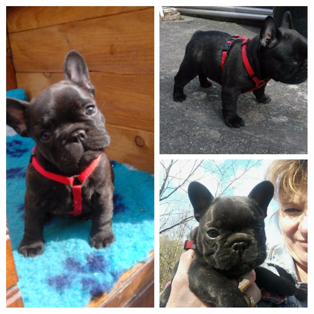du Domaine de Sainte Libaire - Bouledogue français - Portée née le 20/02/2017
